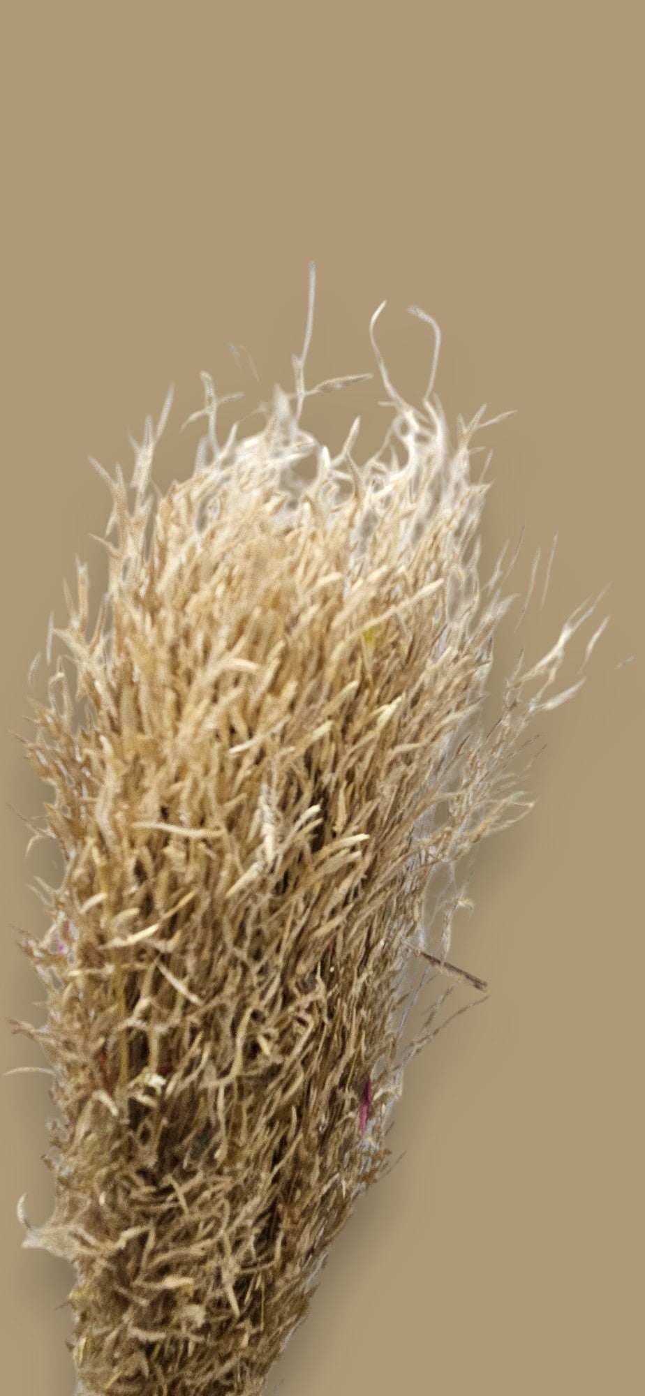 Dried grass(bunch of 10)