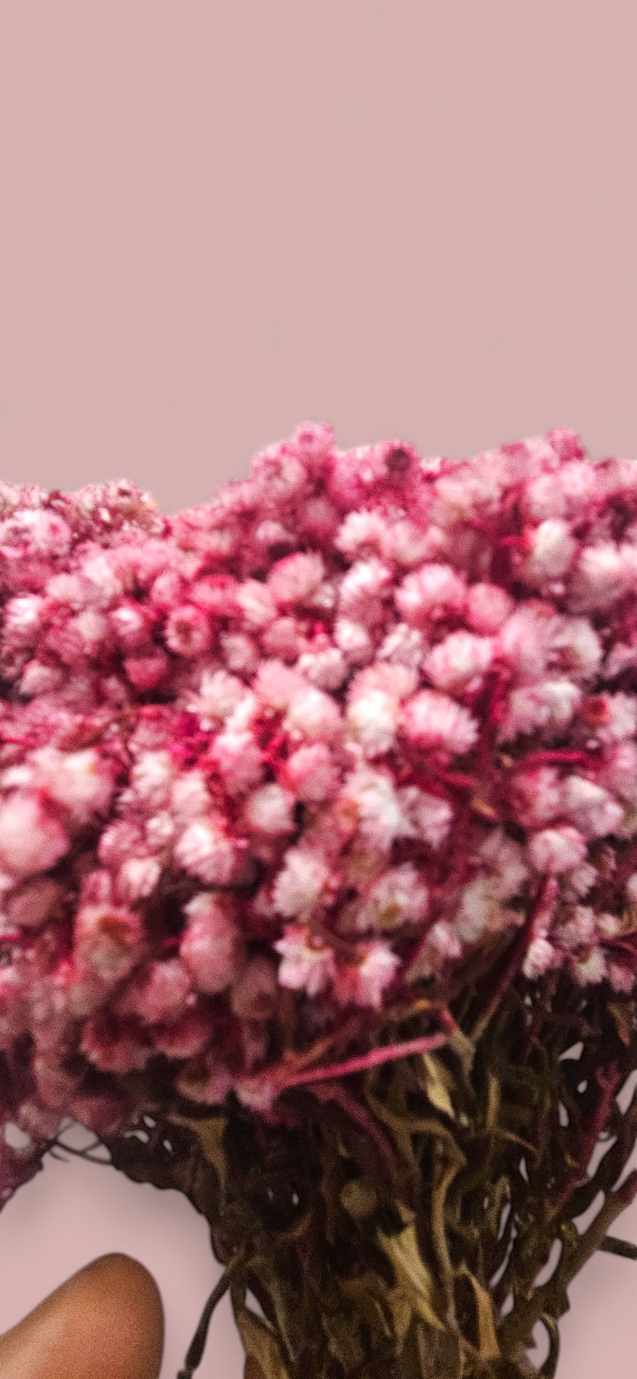 Pink Gypsophila (Baby's Breath)(bunch-10) | Delicate Pink Blooms for a Touch of Elegance