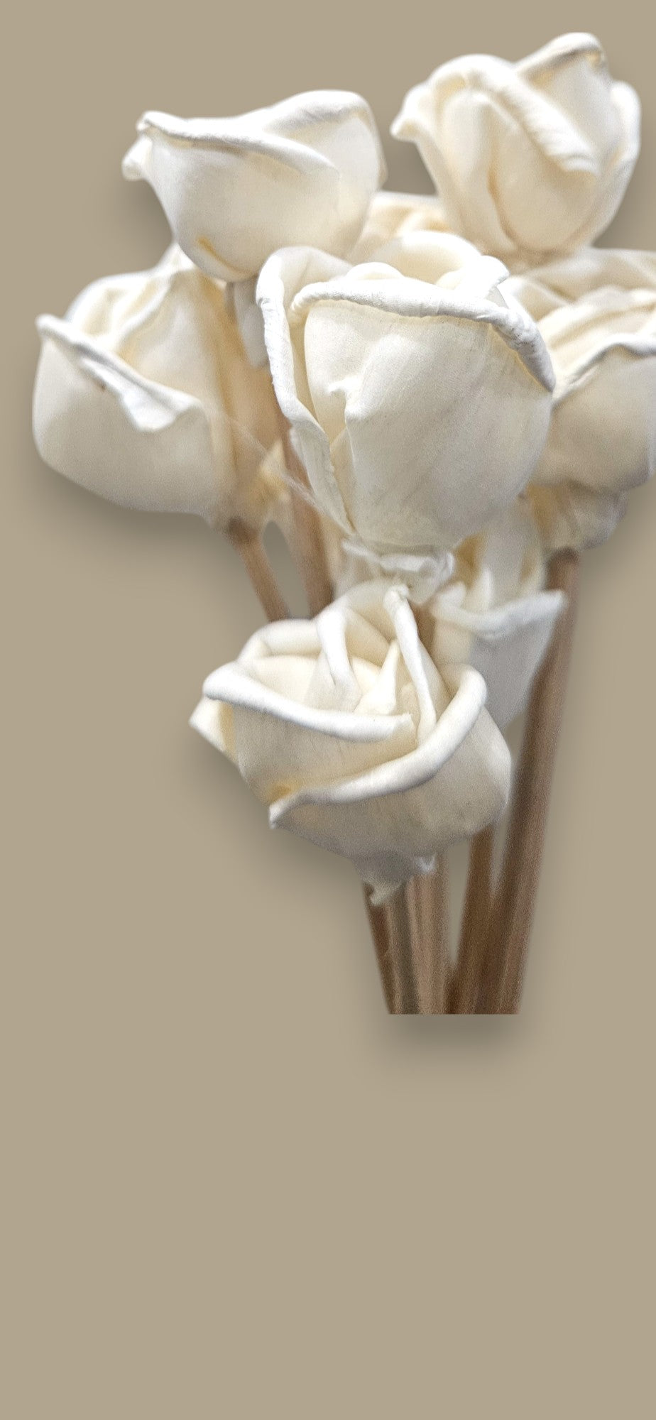 Pure White Sola Flowers(set of 10) | Natural Decorative Floral Accent