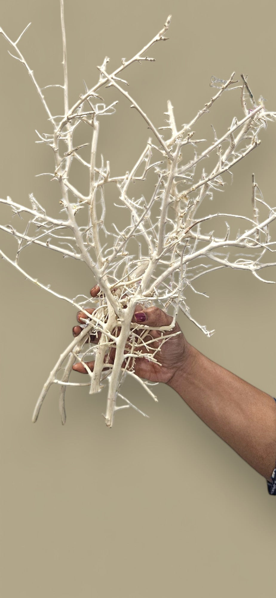 White Willow Branches(set of 10) | Elegant Natural Decor