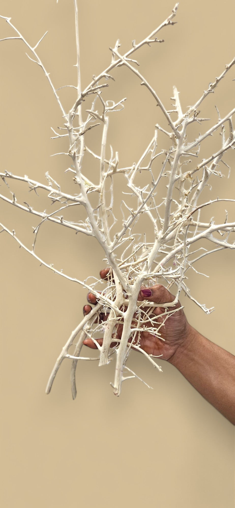 White Willow Branches(set of 10) | Elegant Natural Decor