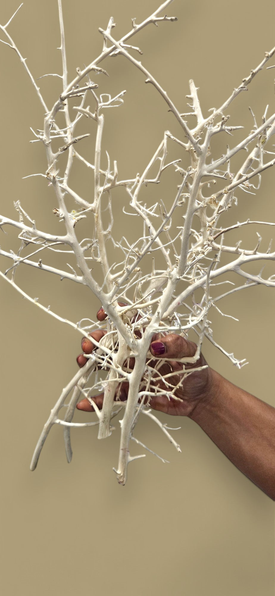White Willow Branches(set of 10) | Elegant Natural Decor