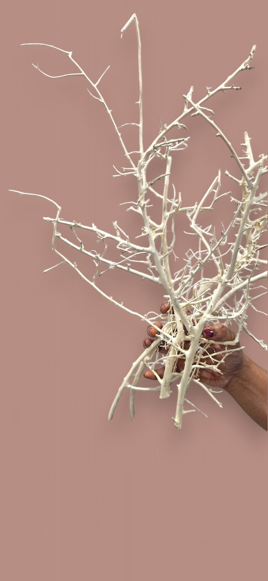 White Willow Branches(set of 10) | Elegant Natural Decor