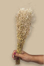 Dried grass(bunch of 10)