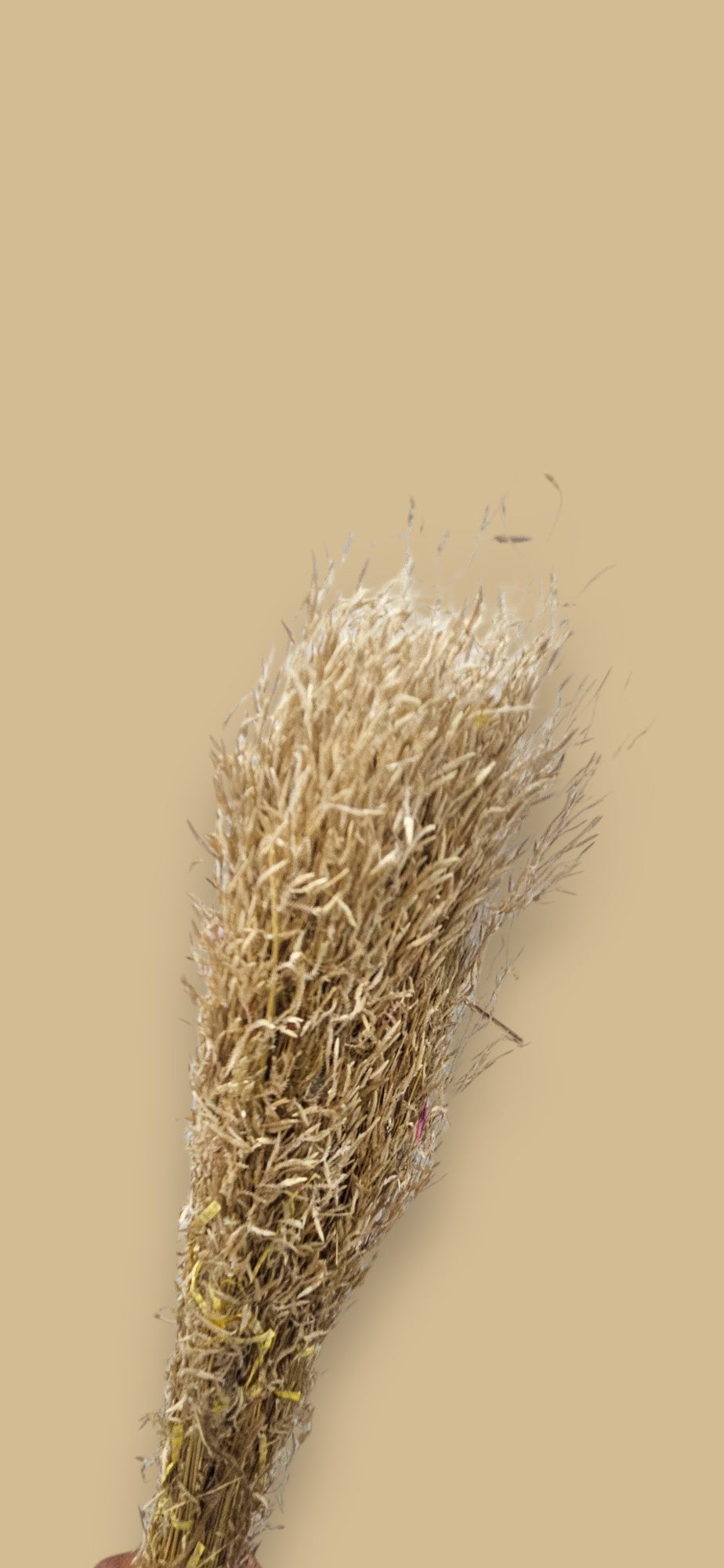Dried grass(bunch of 10)