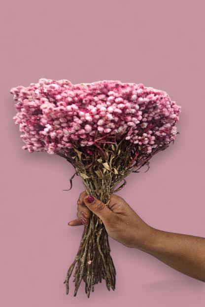 Pink Gypsophila (Baby's Breath)(bunch-10) | Delicate Pink Blooms for a Touch of Elegance