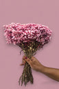 Pink Gypsophila (Baby's Breath)(bunch-10) | Delicate Pink Blooms for a Touch of Elegance