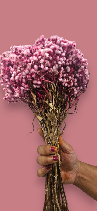 Pink Gypsophila (Baby's Breath)(bunch-10) | Delicate Pink Blooms for a Touch of Elegance