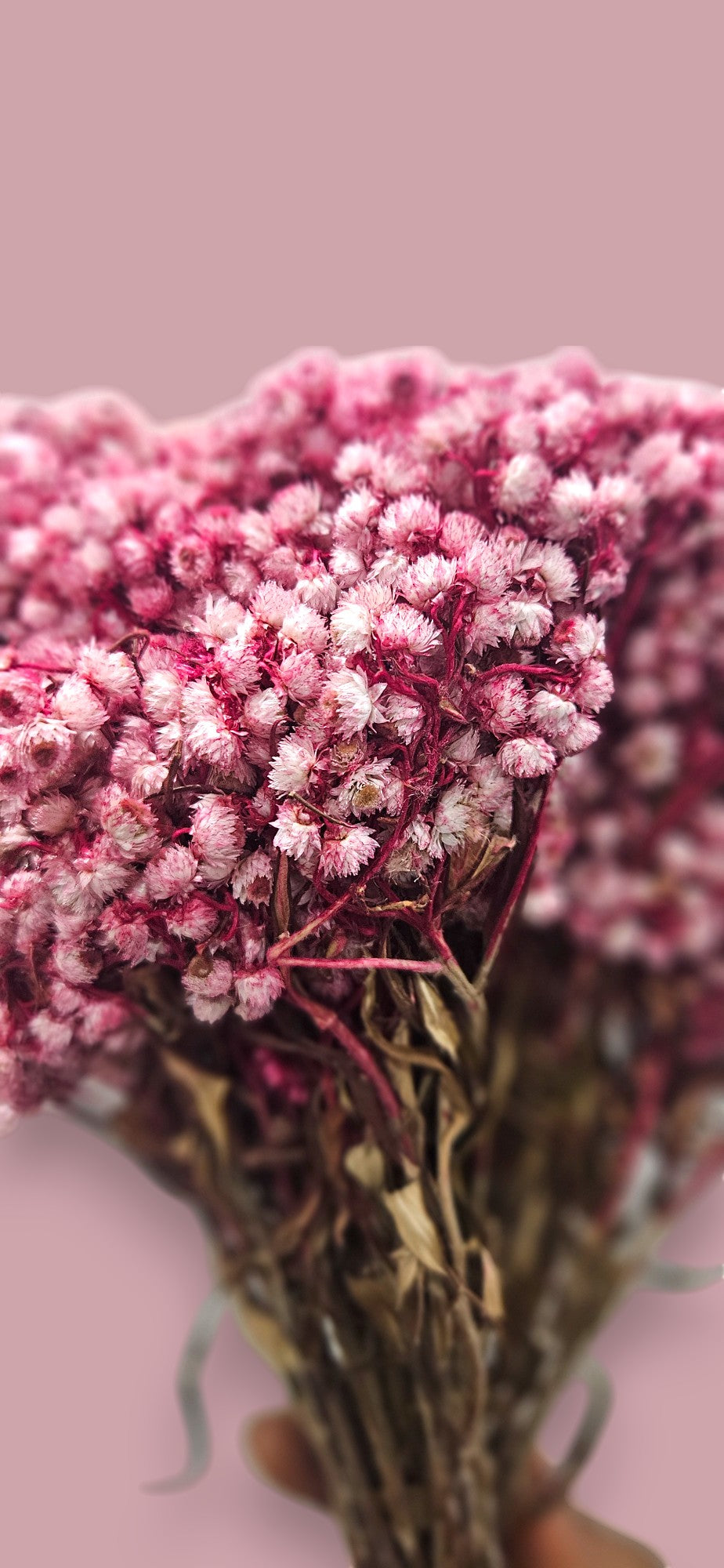 Pink Gypsophila (Baby's Breath)(bunch-10) | Delicate Pink Blooms for a Touch of Elegance