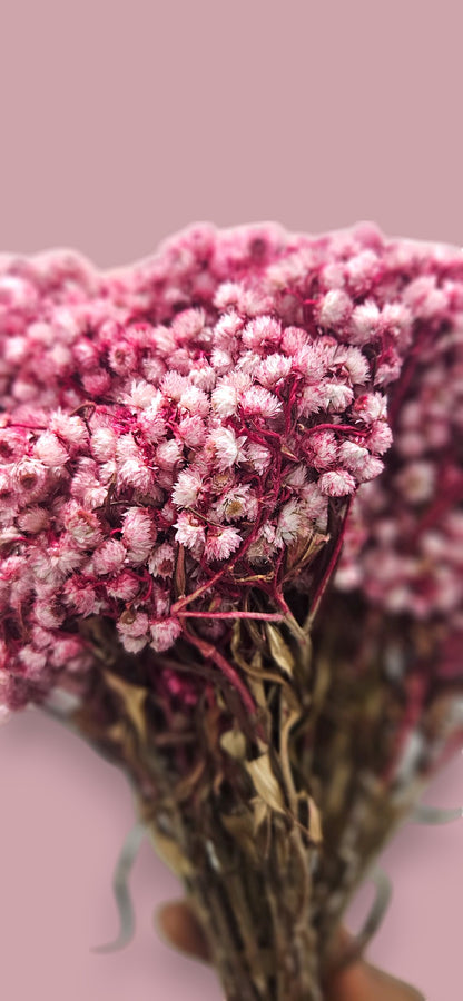Pink Gypsophila (Baby's Breath)(bunch-10) | Delicate Pink Blooms for a Touch of Elegance