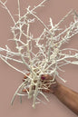 White Willow Branches(set of 10) | Elegant Natural Decor