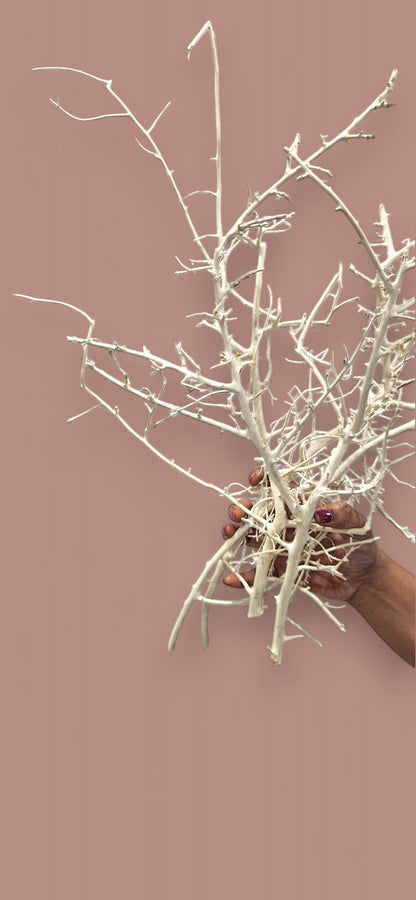 White Willow Branches(set of 10) | Elegant Natural Decor
